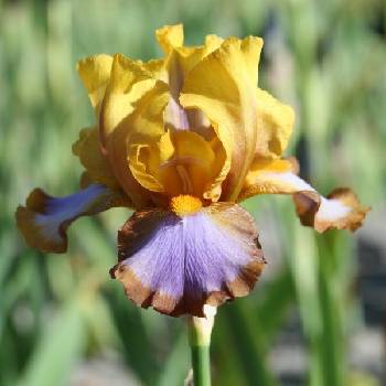 Ирис Iris Germanica ‘Brown Lasso’ 